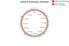 View of the accessory regions of a genome