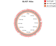 BLAST atlas containing a reference genome and 2 query genomes