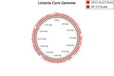 View of the core regions of a genome